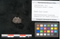 Foto (Objekt + Etikett) von Phymatocaryon mackayi F.V. Mueller (NHMW-GEO-2024-0188-10450)